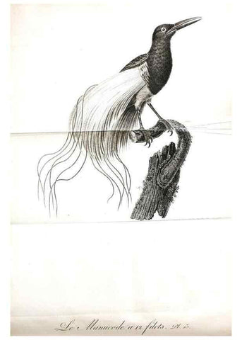 Reproducción/Reproduction 8220365847: Histoire naturelle et générale des grimpereaux et des oiseaux de paradis /. Paris :Desray ,an XI = 1802.