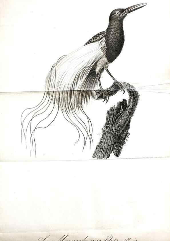 Reproducción/Reproduction 8220365847: Histoire naturelle et générale des grimpereaux et des oiseaux de paradis /. Paris :Desray ,an XI = 1802.