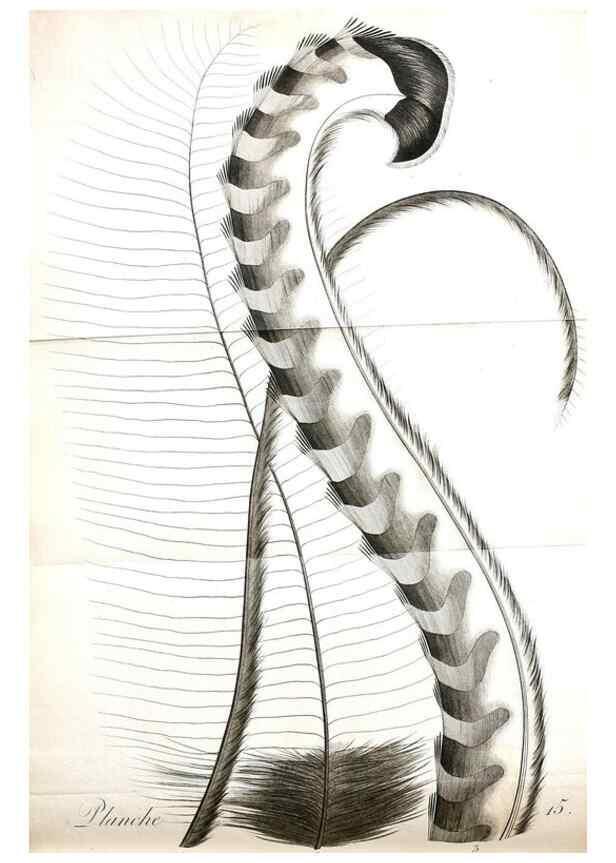 Reproducción/Reproduction 8220366209: Histoire naturelle et générale des grimpereaux et des oiseaux de paradis /. Paris :Desray ,an XI = 1802.