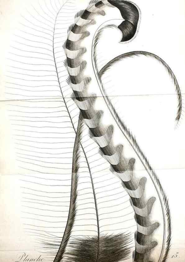Reproducción/Reproduction 8220366209: Histoire naturelle et générale des grimpereaux et des oiseaux de paradis /. Paris :Desray ,an XI = 1802.