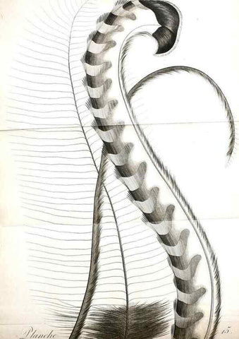 Reproducción/Reproduction 8220366209: Histoire naturelle et générale des grimpereaux et des oiseaux de paradis /. Paris :Desray ,an XI = 1802.