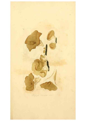 Reproducción/Reproduction 8230395272: Coloured figures of English fungi or mushrooms.. London,Printed by J. Davis,1797-[1809]