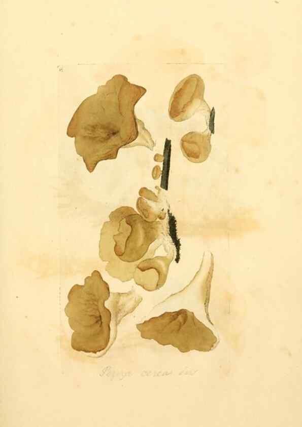 Reproducción/Reproduction 8230395272: Coloured figures of English fungi or mushrooms.. London,Printed by J. Davis,1797-[1809]