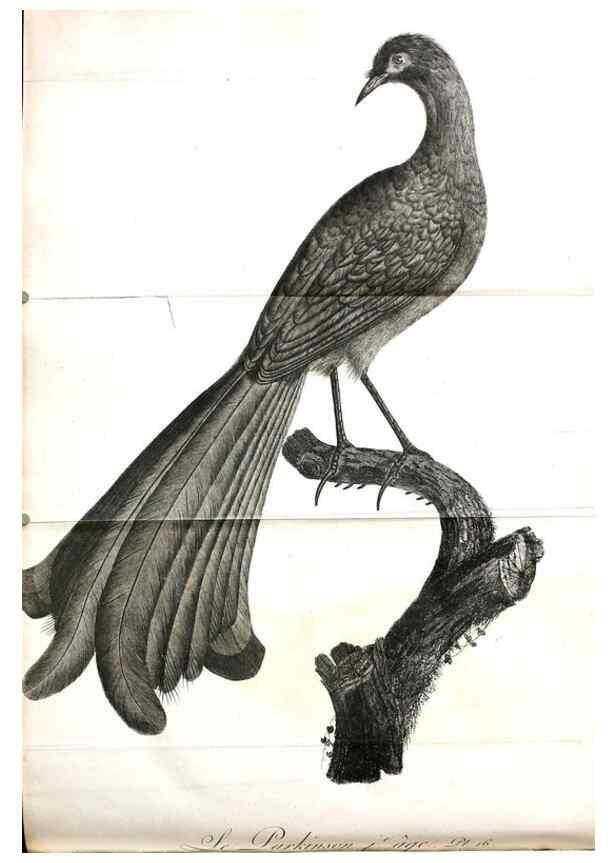 Reproducción/Reproduction 8220366559: Histoire naturelle et générale des grimpereaux et des oiseaux de paradis /. Paris :Desray ,an XI = 1802.