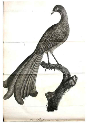 Reproducción/Reproduction 8220366559: Histoire naturelle et générale des grimpereaux et des oiseaux de paradis /. Paris :Desray ,an XI = 1802.