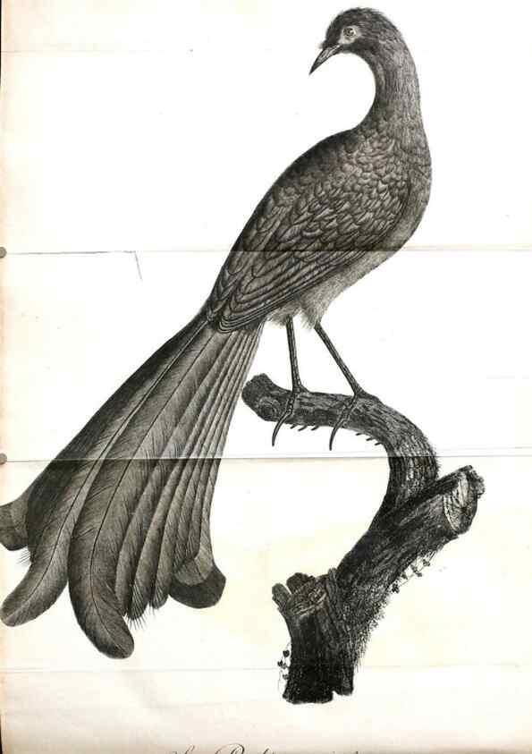 Reproducción/Reproduction 8220366559: Histoire naturelle et générale des grimpereaux et des oiseaux de paradis /. Paris :Desray ,an XI = 1802.