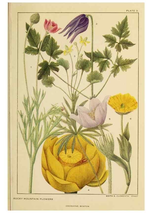 Reproducción/Reproduction 8220457989: Flowers of mountain and plain /. New York :H.W. Wilson Co.,1920.