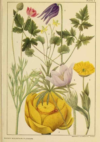 Reproducción/Reproduction 8220457989: Flowers of mountain and plain /. New York :H.W. Wilson Co.,1920.