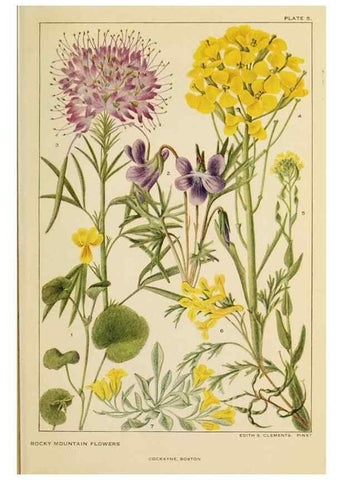 Reproducción/Reproduction 8220458531: Flowers of mountain and plain /. New York :H.W. Wilson Co.,1920.
