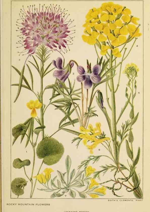 Reproducción/Reproduction 8220458531: Flowers of mountain and plain /. New York :H.W. Wilson Co.,1920.