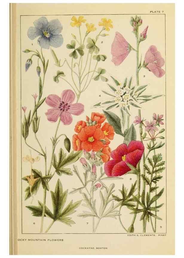 Reproducción/Reproduction 8221538844: Flowers of mountain and plain /. New York :H.W. Wilson Co.,1920.
