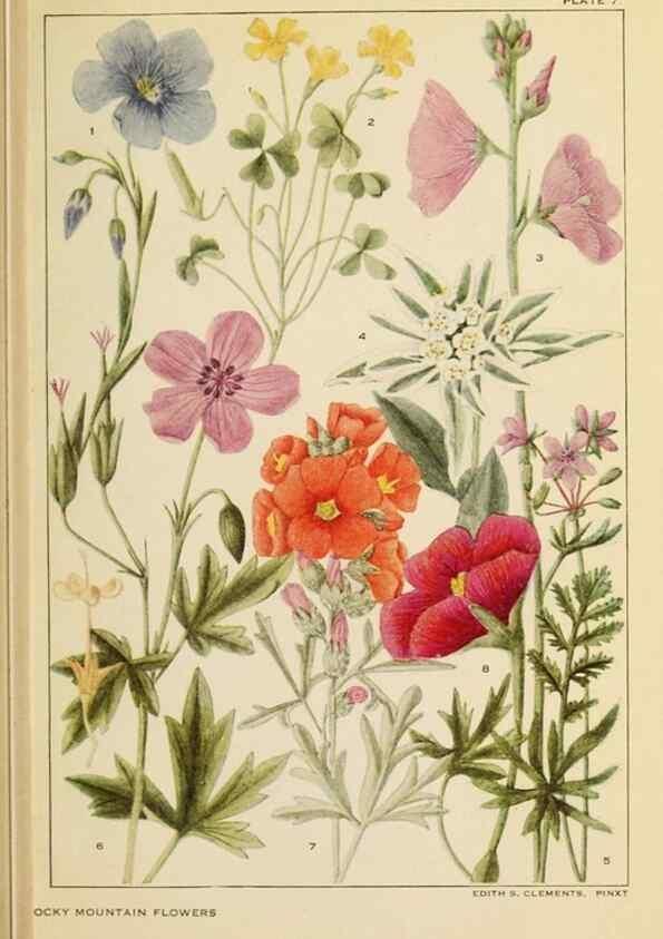 Reproducción/Reproduction 8221538844: Flowers of mountain and plain /. New York :H.W. Wilson Co.,1920.