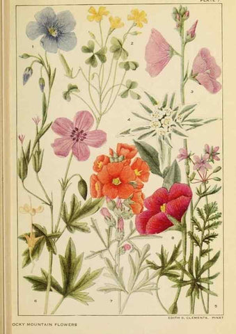 Reproducción/Reproduction 8221538844: Flowers of mountain and plain /. New York :H.W. Wilson Co.,1920.