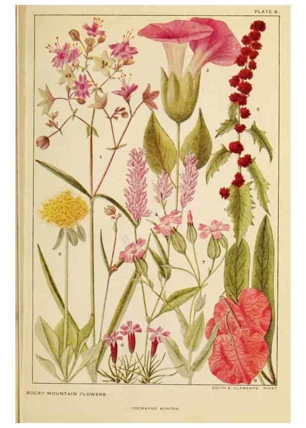 Reproducción/Reproduction 8220459415: Flowers of mountain and plain /. New York :H.W. Wilson Co.,1920.