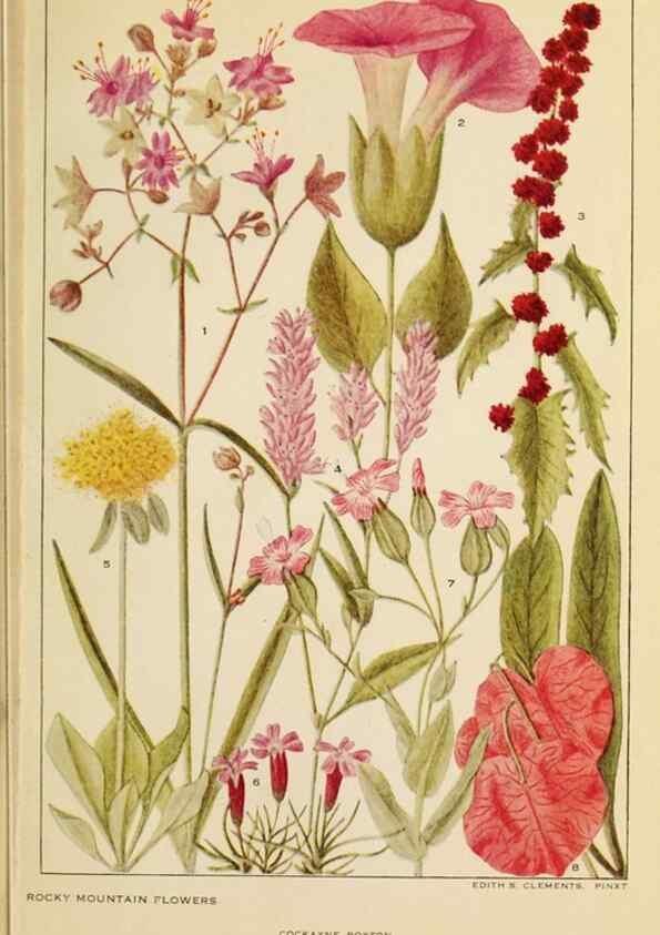 Reproducción/Reproduction 8220459415: Flowers of mountain and plain /. New York :H.W. Wilson Co.,1920.