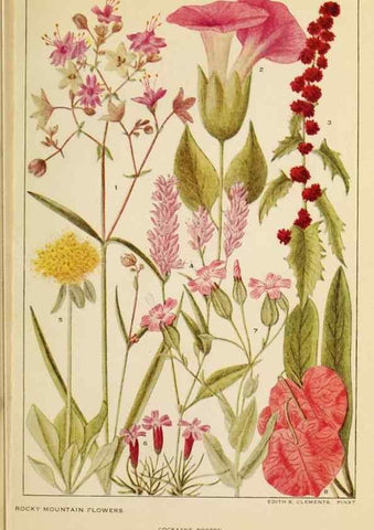 Reproducción/Reproduction 8220459415: Flowers of mountain and plain /. New York :H.W. Wilson Co.,1920.