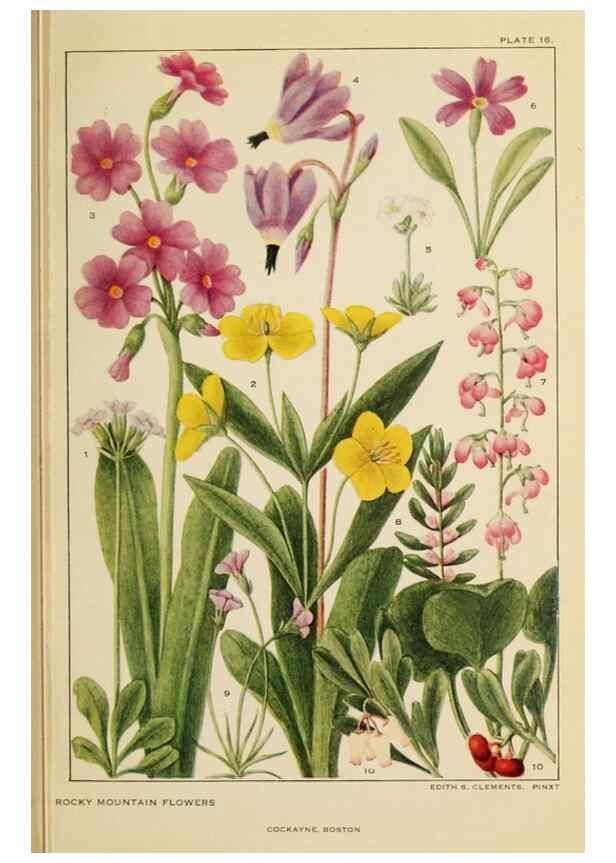 Reproducción/Reproduction 8221539972: Flowers of mountain and plain /. New York :H.W. Wilson Co.,1920.