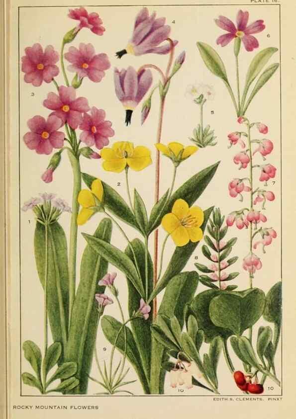 Reproducción/Reproduction 8221539972: Flowers of mountain and plain /. New York :H.W. Wilson Co.,1920.