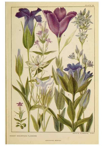 Reproducción/Reproduction 8220460731: Flowers of mountain and plain /. New York :H.W. Wilson Co.,1920.
