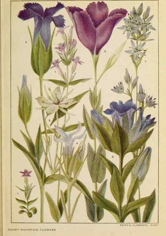 Reproducción/Reproduction 8220460731: Flowers of mountain and plain /. New York :H.W. Wilson Co.,1920.