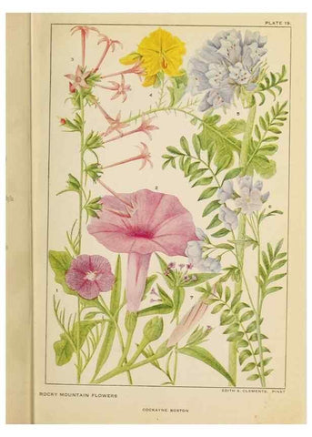 Reproducción/Reproduction 8220461305: Flowers of mountain and plain /. New York :H.W. Wilson Co.,1920.