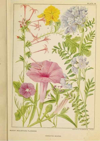 Reproducción/Reproduction 8220461305: Flowers of mountain and plain /. New York :H.W. Wilson Co.,1920.