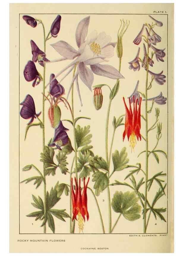 Reproducción/Reproduction 8220457289: Flowers of mountain and plain /. New York :H.W. Wilson Co.,1920.