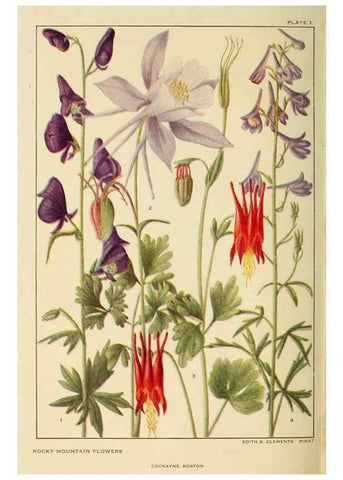 Reproducción/Reproduction 8220457289: Flowers of mountain and plain /. New York :H.W. Wilson Co.,1920.