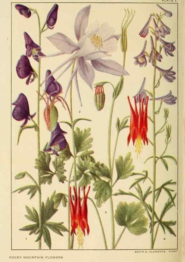 Reproducción/Reproduction 8220457289: Flowers of mountain and plain /. New York :H.W. Wilson Co.,1920.