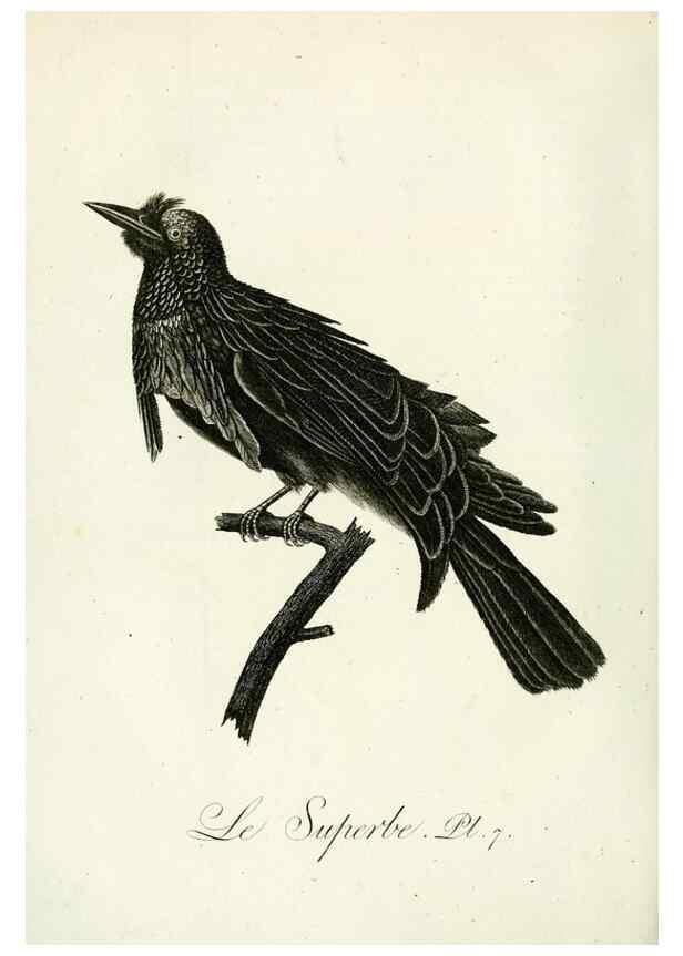 Reproducción/Reproduction 8221443108: Histoire naturelle et générale des grimpereaux et des oiseaux de paradis /. Paris :Desray ,an XI = 1802.