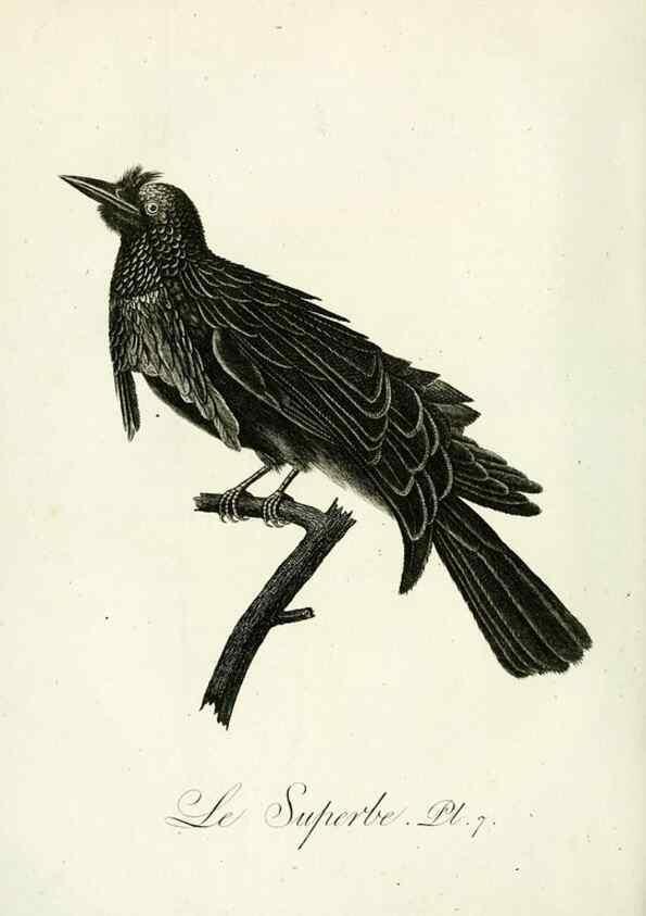 Reproducción/Reproduction 8221443108: Histoire naturelle et générale des grimpereaux et des oiseaux de paradis /. Paris :Desray ,an XI = 1802.
