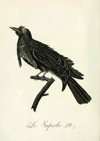 Reproducción/Reproduction 8221443108: Histoire naturelle et générale des grimpereaux et des oiseaux de paradis /. Paris :Desray ,an XI = 1802.