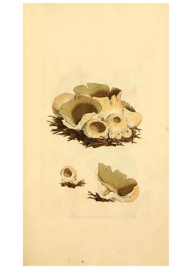 Reproducción/Reproduction 8229330719: Coloured figures of English fungi or mushrooms.. London,Printed by J. Davis,1797-[1809]