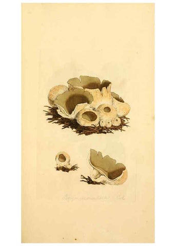 Reproducción/Reproduction 8229330719: Coloured figures of English fungi or mushrooms.. London,Printed by J. Davis,1797-[1809]