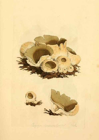 Reproducción/Reproduction 8229330719: Coloured figures of English fungi or mushrooms.. London,Printed by J. Davis,1797-[1809]