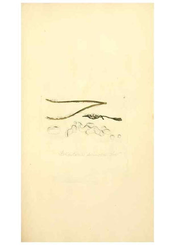 Reproducción/Reproduction 8230397096: Coloured figures of English fungi or mushrooms.. London,Printed by J. Davis,1797-[1809]