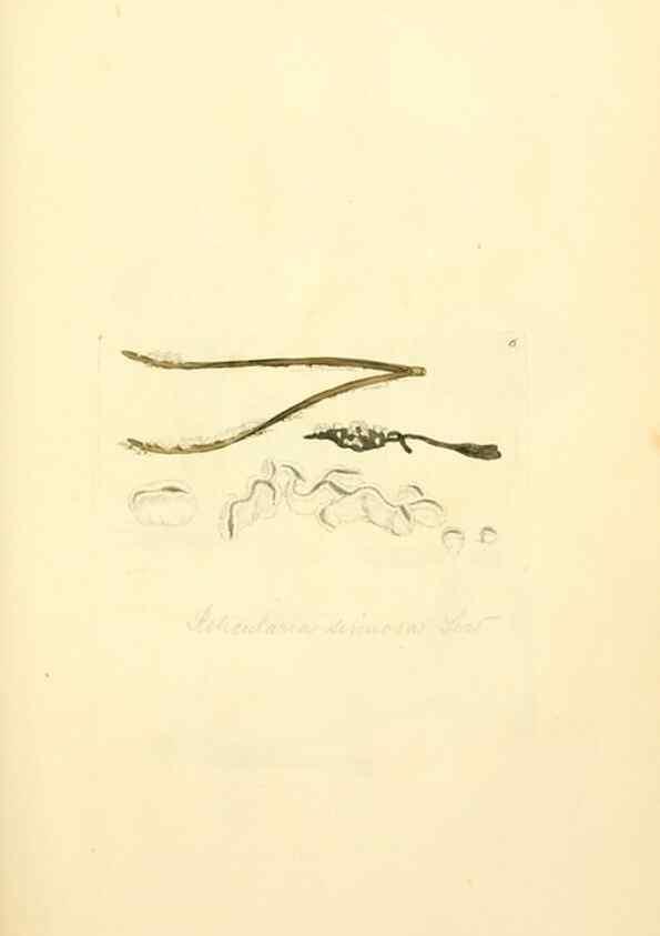 Reproducción/Reproduction 8230397096: Coloured figures of English fungi or mushrooms.. London,Printed by J. Davis,1797-[1809]