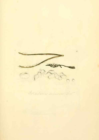 Reproducción/Reproduction 8230397096: Coloured figures of English fungi or mushrooms.. London,Printed by J. Davis,1797-[1809]