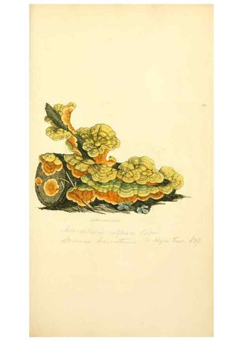 Reproducción/Reproduction 8230408096: Coloured figures of English fungi or mushrooms.. London,Printed by J. Davis,1797-[1809]