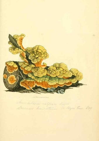 Reproducción/Reproduction 8230408096: Coloured figures of English fungi or mushrooms.. London,Printed by J. Davis,1797-[1809]