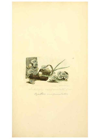 Reproducción/Reproduction 8230408522: Coloured figures of English fungi or mushrooms.. London,Printed by J. Davis,1797-[1809]