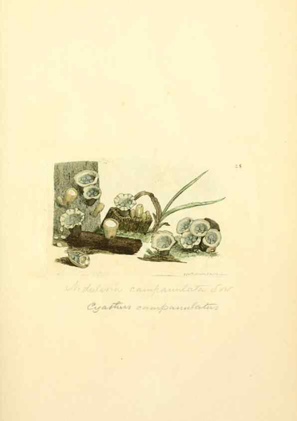 Reproducción/Reproduction 8230408522: Coloured figures of English fungi or mushrooms.. London,Printed by J. Davis,1797-[1809]