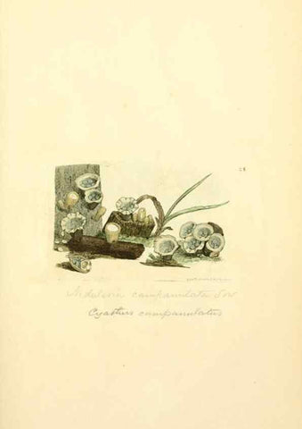 Reproducción/Reproduction 8230408522: Coloured figures of English fungi or mushrooms.. London,Printed by J. Davis,1797-[1809]