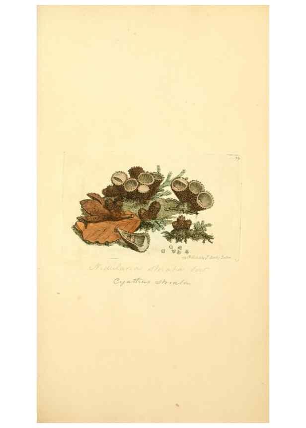 Reproducción/Reproduction 8230409224: Coloured figures of English fungi or mushrooms.. London,Printed by J. Davis,1797-[1809]