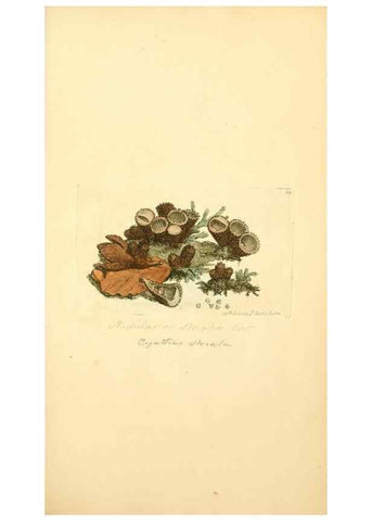 Reproducción/Reproduction 8230409224: Coloured figures of English fungi or mushrooms.. London,Printed by J. Davis,1797-[1809]