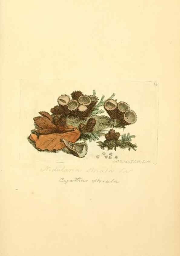 Reproducción/Reproduction 8230409224: Coloured figures of English fungi or mushrooms.. London,Printed by J. Davis,1797-[1809]