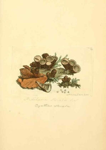 Reproducción/Reproduction 8230409224: Coloured figures of English fungi or mushrooms.. London,Printed by J. Davis,1797-[1809]