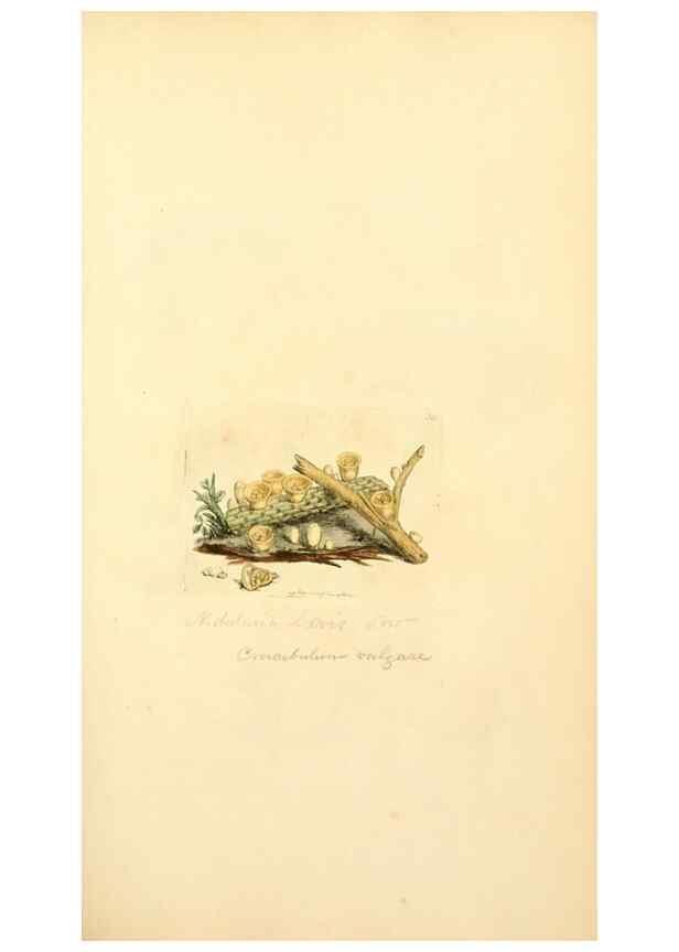 Reproducción/Reproduction 8229344421: Coloured figures of English fungi or mushrooms.. London,Printed by J. Davis,1797-[1809]