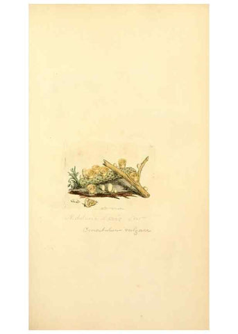 Reproducción/Reproduction 8229344421: Coloured figures of English fungi or mushrooms.. London,Printed by J. Davis,1797-[1809]