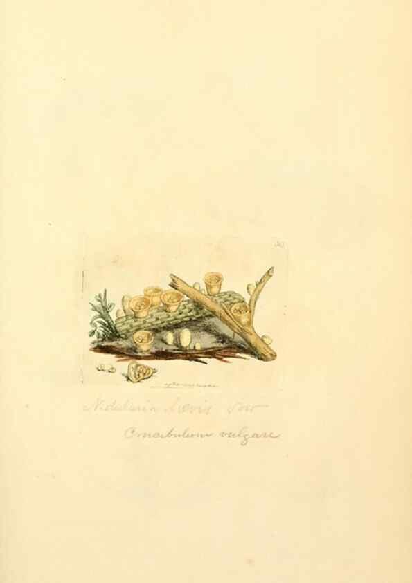 Reproducción/Reproduction 8229344421: Coloured figures of English fungi or mushrooms.. London,Printed by J. Davis,1797-[1809]